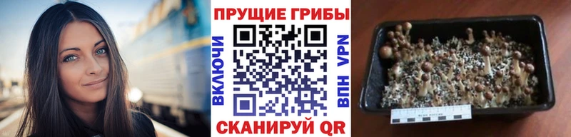 магазин продажи   Мостовской  Галлюциногенные грибы Psilocybine cubensis 